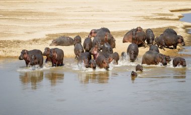 Zambia