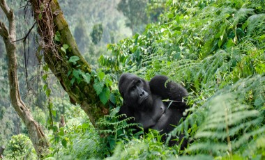 Uganda