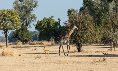 Zambia