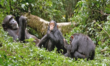 Uganda