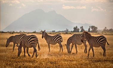 Wildlife & Safaris