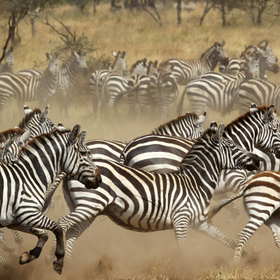 Wildlife & Safaris
