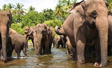 Sri Lanka