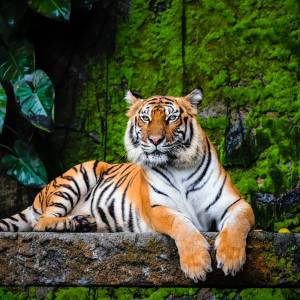 Bengal Tiger, India