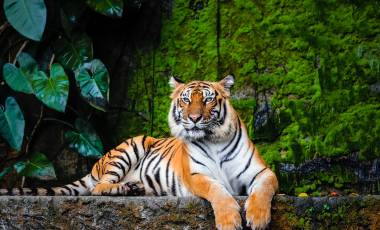 Wildlife & Safaris