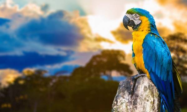 Brazil