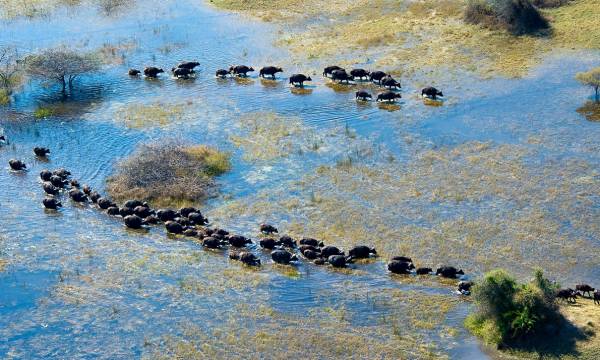 Botswana Safaris