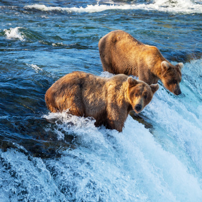 Wildlife & Safaris