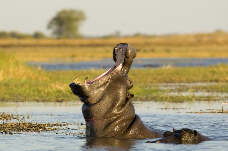 Zambia