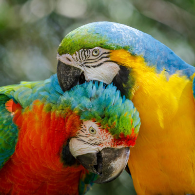Wildlife & Safaris