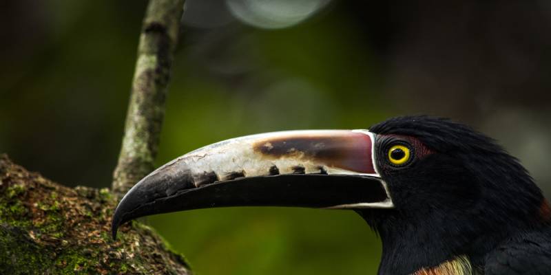 Costa Rica