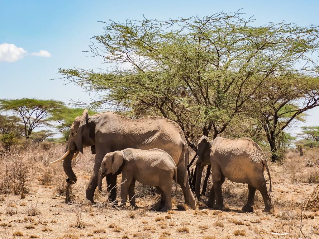 Africa