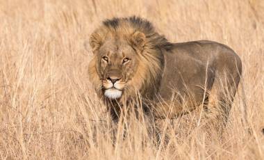 Wildlife & Safaris