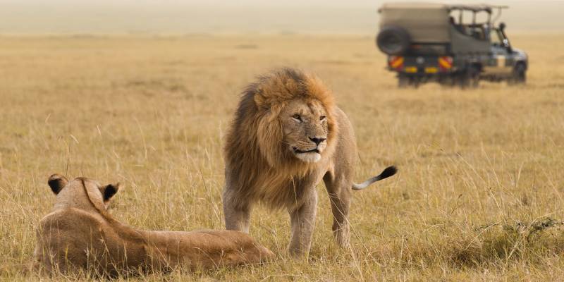wilderness safari