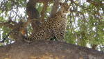 Enchanting Travels - Botswana