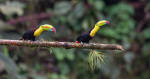 Keel-billed Toucan - Ramphastos sulfuratus, large colorful toucan from Costa Rica forest with very colored beak