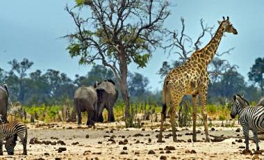 zimbabwe safari