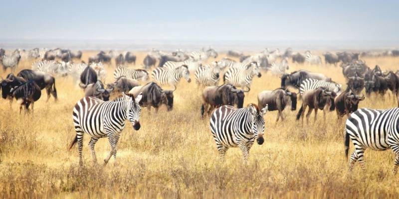 Africa