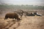 Kenya or Tanzania: Which wilderness safari is the one for you?