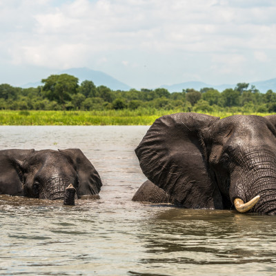 Wildlife & Safaris