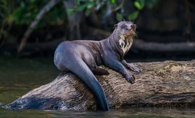 Wildlife & Safaris