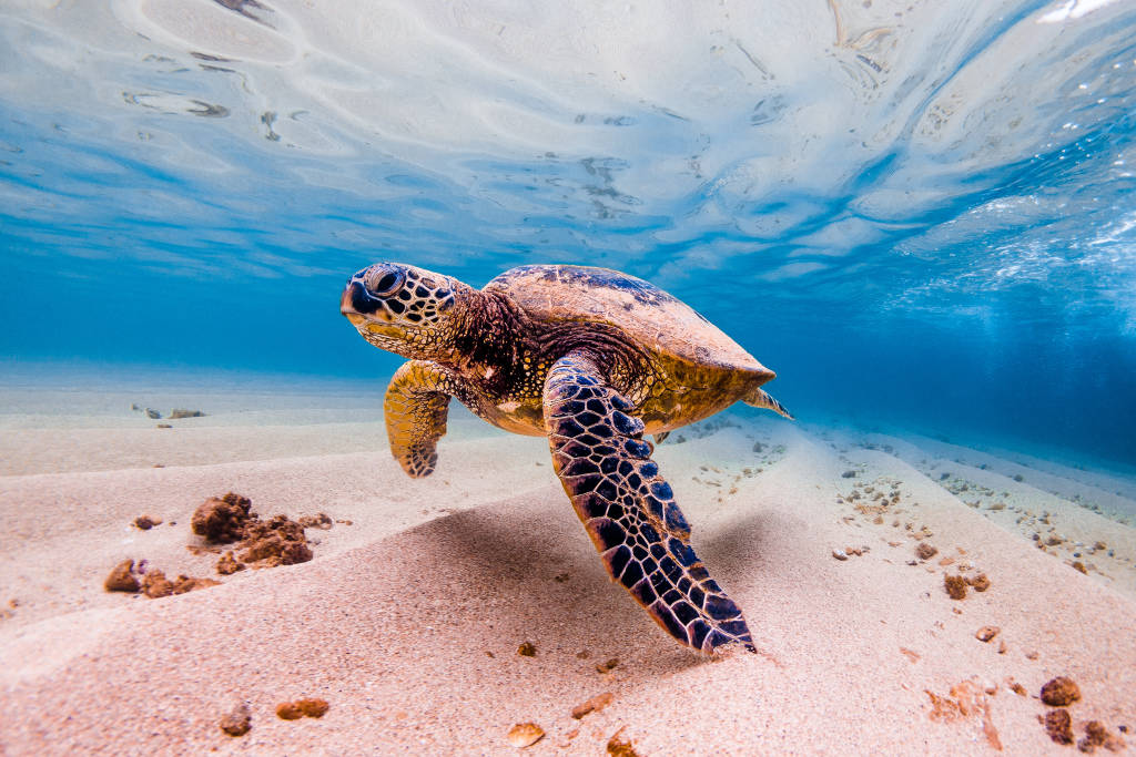 Hawaii