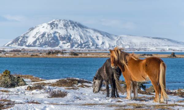 Iceland Tour