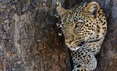 Wildlife & Safaris