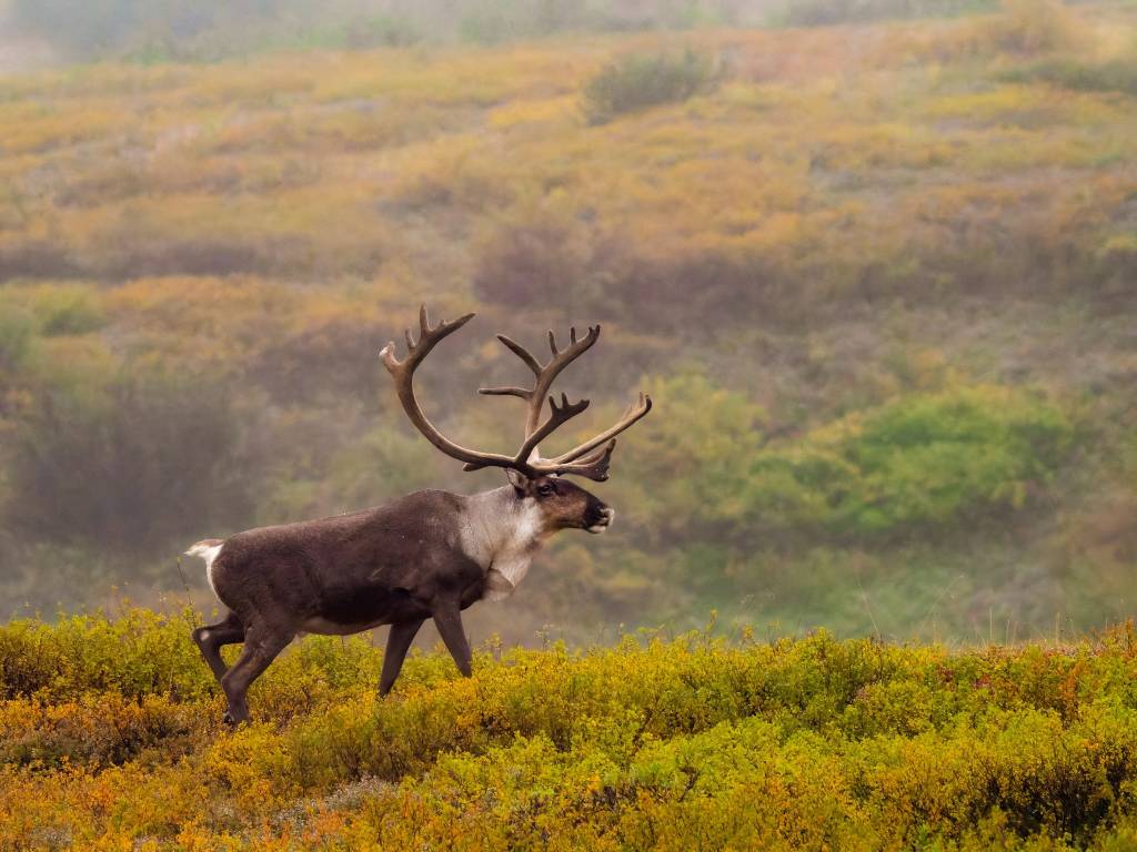 Alaska