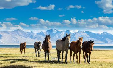 Central Asia Tour