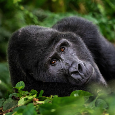 Uganda