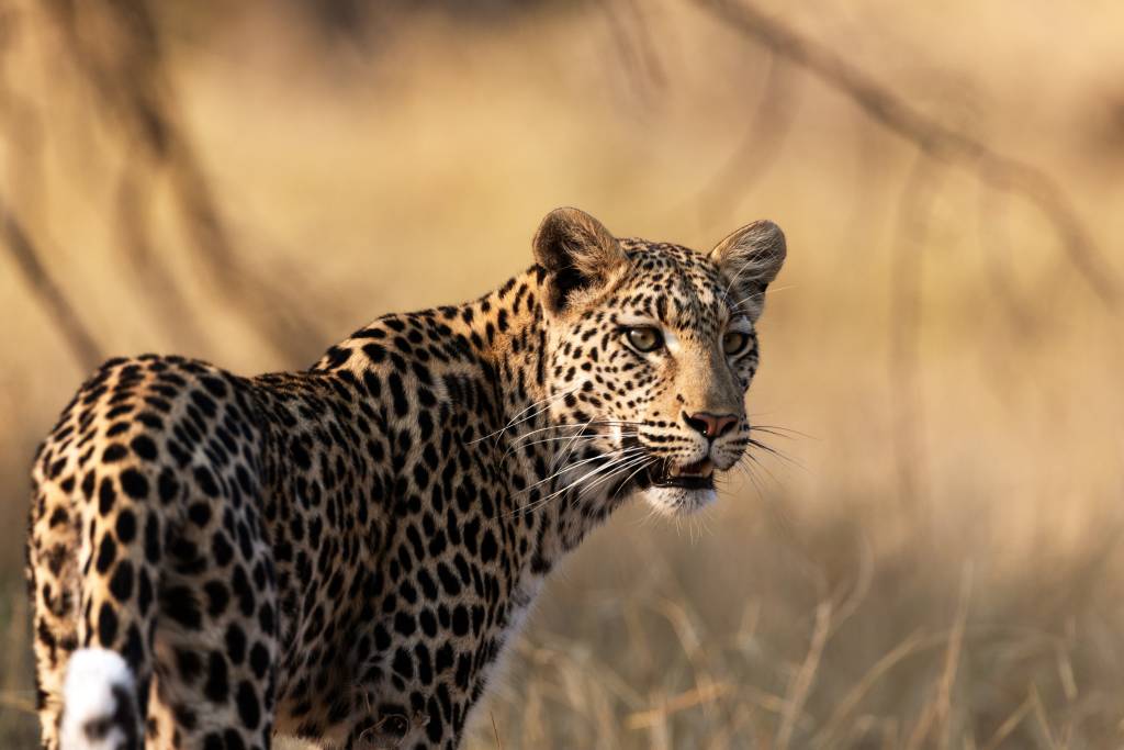 Botswana