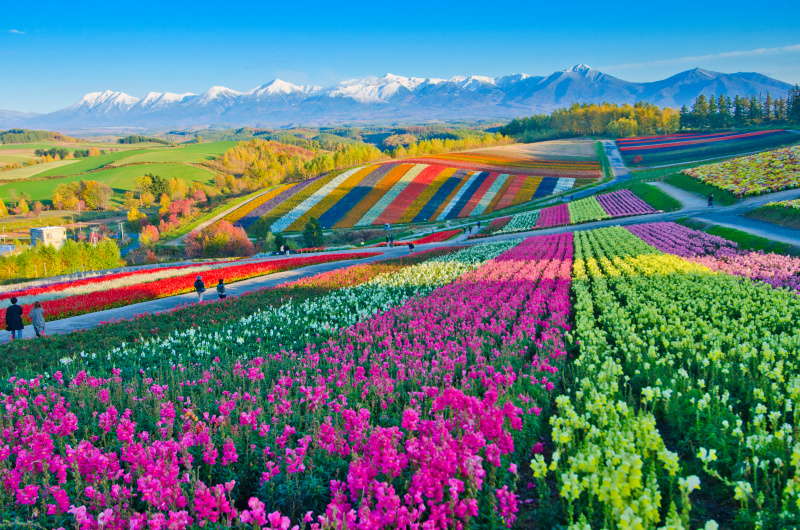 Japan Tours
