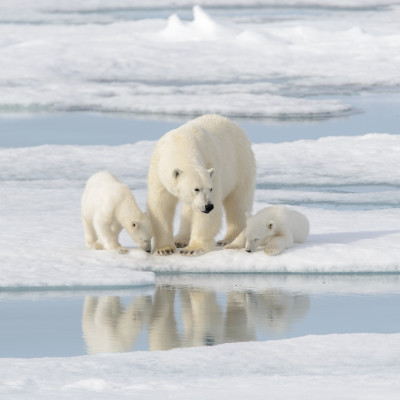 The Arctic