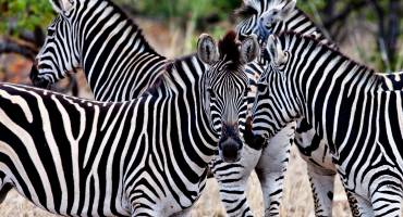 Africa Tours