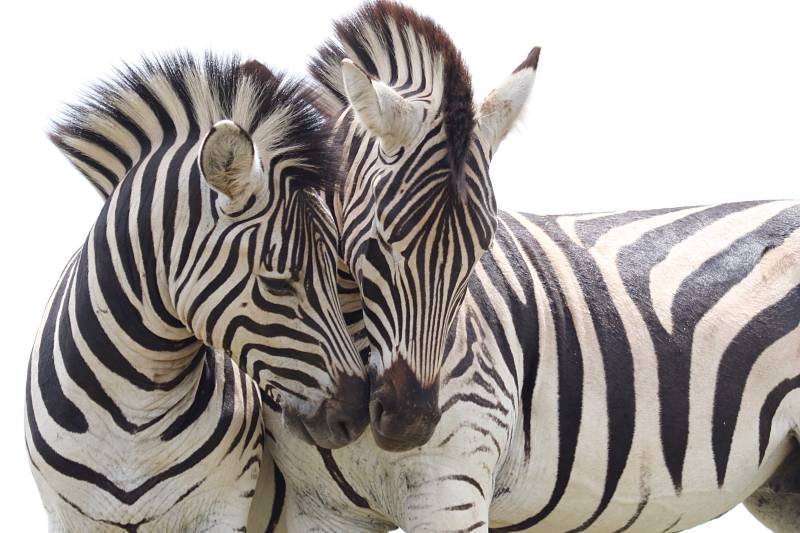 Zebras-South-Africa