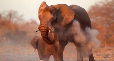 Kenya