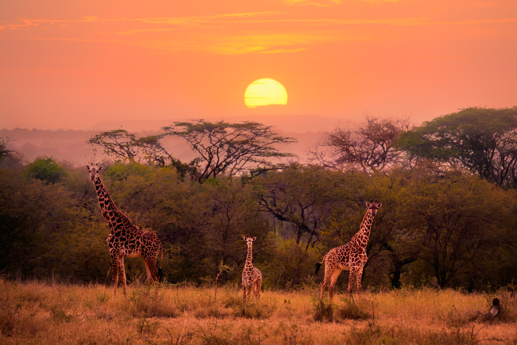 Tanzania