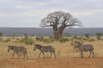 Treasures of Northern Tanzania